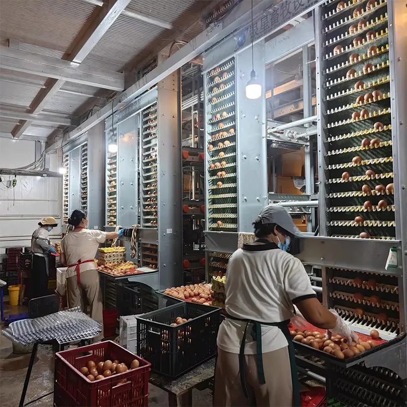 Клетки для 30 000 кур-несушек (3)