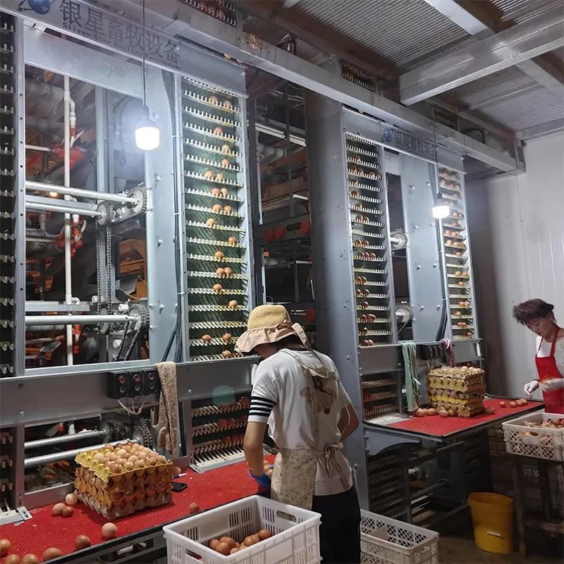 Оборудование для 4-ярусных батарейных клеток для кур (1)