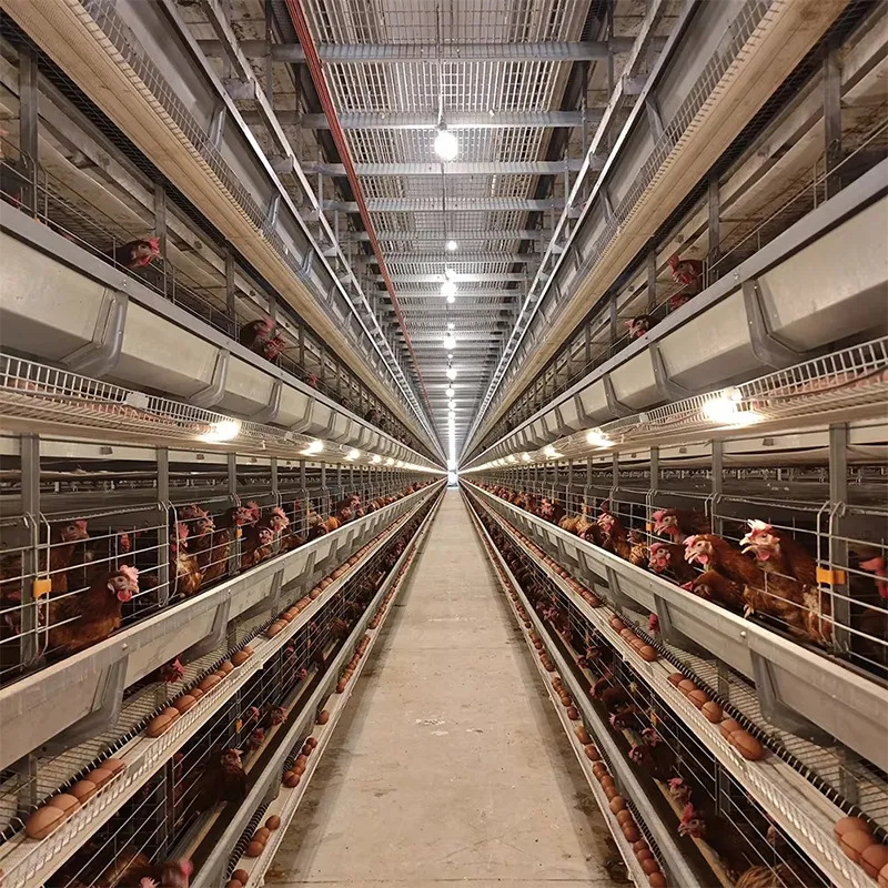 Оборудование для 4-ярусных батарейных клеток для кур (3)