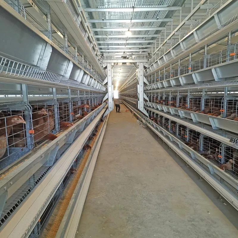 Полностью автоматические клетки для несушек для современных ферм (6)