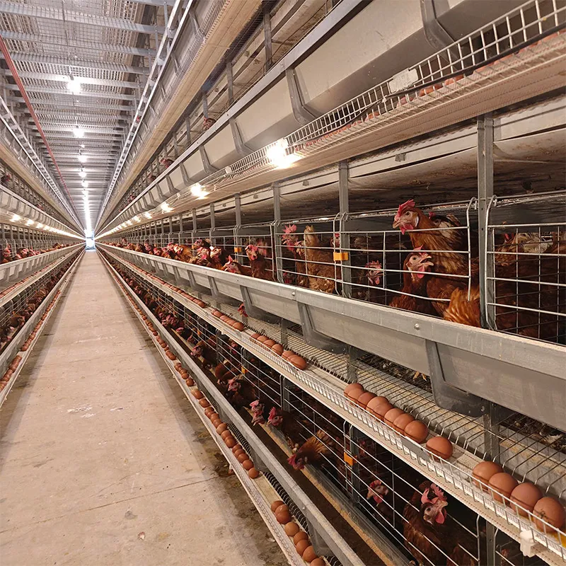 Усовершенствованная клетка для цыплят в возрасте 1 день (3–8 ярусов) для молодняка несушек (2)