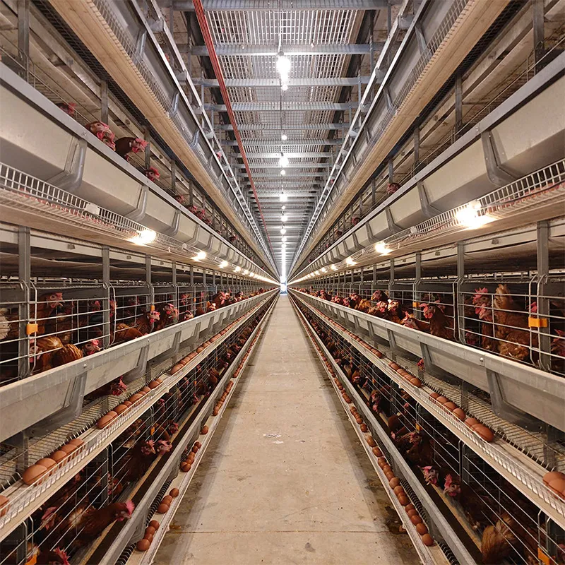 Усовершенствованная клетка для цыплят в возрасте 1 день (3–8 ярусов) для молодняка несушек (5)